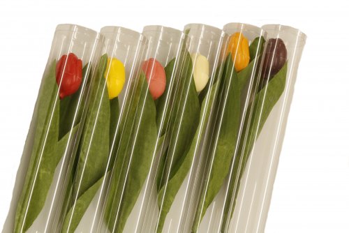 2460 Hollandse tulpen 6 kleuren in luxe koker